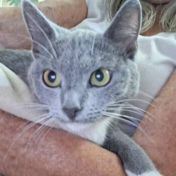 Domestic Short Hair Cats Available for Adoption in West Palm Beach, Florida - Sweet Pea | PetCurious