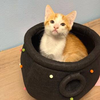 Dock -  Domestic Short Hair Cat for Adoption in NEW PT RICHEY, Florida - Dock | PetCurious