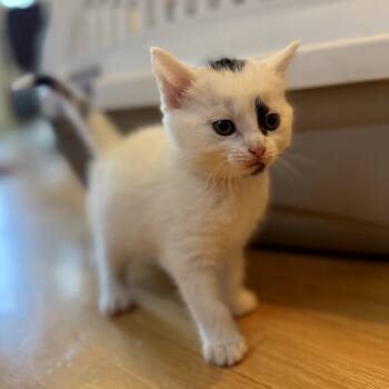 Rescue Domestic Short Hair Cats for Adoption in Calgary, Alberta - Poison Ivy | PetCurious