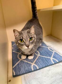 Domestic Short Hair Cats Available for Adoption in Sebastian, Florida - Booties | PetCurious
