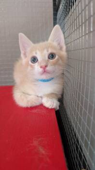 Lupine -  Domestic Short Hair Cat for Adoption in Lodi, California - Lupine | PetCurious