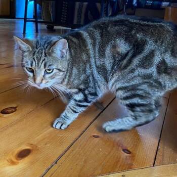 Gemmasue -  American Shorthair Cat for Adoption in Saratoga Springs, New York - Gemmasue | PetCurious