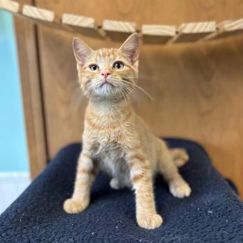 Trader Joe--In Foster -  Domestic Short Hair Cat for Adoption in Fargo, North Dakota - Trader Joe--In Foster | PetCurious