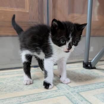 Shelby -  Domestic Short Hair Cat for Adoption in Meridian, Idaho - Shelby | PetCurious