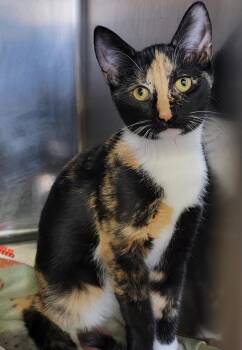 Rescue Calico Cats for Adoption in Marietta, Ohio - Stella (Spayed) (Bonded Pair W/Meeko) | PetCurious