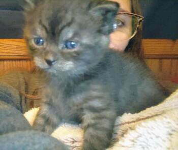 Rescue Domestic Medium Hair Cats for Adoption in Fair Oaks, Indiana - Gibby | PetCurious