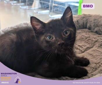 Domestic Short Hair Cats Available for Adoption in Eighty Four, Pennsylvania - B-MO | PetCurious