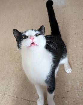 Domestic Short Hair Cats Available for Adoption - Daffodil | PetCurious