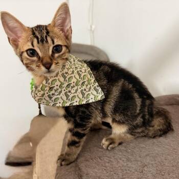 Trouble -  Tabby and Bengal Cat for Adoption in Coral Gables, Florida - Trouble | PetCurious
