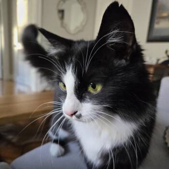 Model Sisters: Cindy -  Domestic Short Hair Cat for Adoption in Washington, District Of Columbia - Model Sisters: Cindy | PetCurious