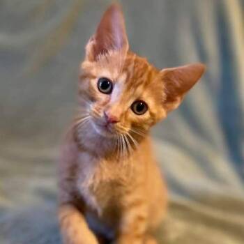 Koa -  Domestic Short Hair Cat for Adoption in Memphis, Tennessee - Koa | PetCurious