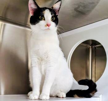 Domestic Short Hair Cats Available for Adoption in St. Louis, Missouri - MISSY | PetCurious