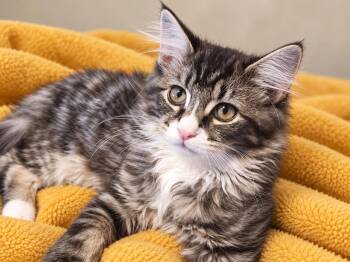 Beetle Bug -  Domestic Long Hair and Tabby Cat for Adoption in Carson City, Nevada - Beetle Bug | PetCurious