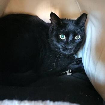 Shadow -  Domestic Short Hair Cat for Adoption in Lakewood, Colorado - Shadow | PetCurious