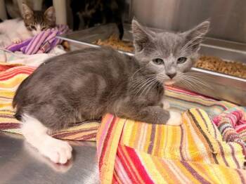 PETEY -  Domestic Short Hair Cat for Adoption in Rancho Cucamonga, California - PETEY | PetCurious