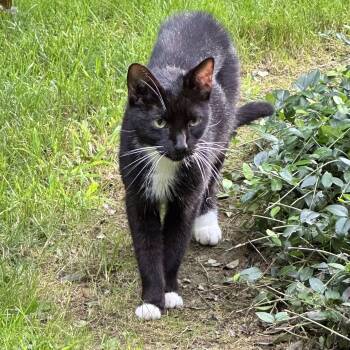 Rescue Domestic Short Hair Cats for Adoption in Seven Valleys, Pennsylvania - Kitty | PetCurious