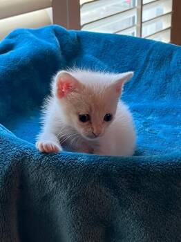 Domestic Short Hair Cats Available for Adoption - A1949961 (Peeper) | PetCurious