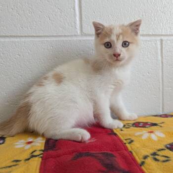 Pretty Boy -  Domestic Medium Hair Cat for Adoption in Stafford, Virginia - Pretty Boy | PetCurious