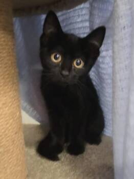SUNSHINE -  Domestic Short Hair Cat for Adoption - SUNSHINE | PetCurious