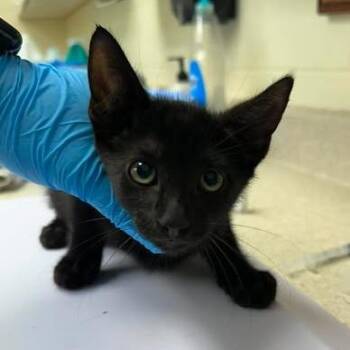 Duffy 26-06-130 -  Domestic Short Hair Cat for Adoption in Bastrop, Texas - Duffy 26-06-130 | PetCurious