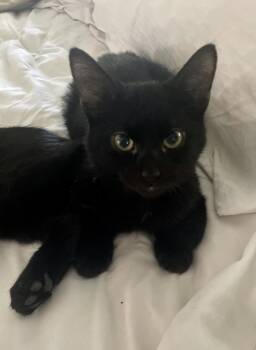 Domestic Short Hair Cats Available for Adoption - Morgan | PetCurious