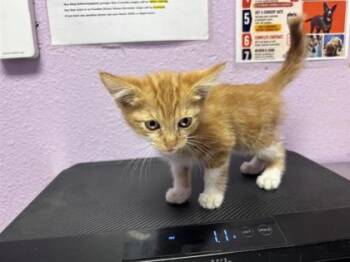 61312363 -  Domestic Short Hair Cat for Adoption in El Paso, Texas - 61312363 | PetCurious