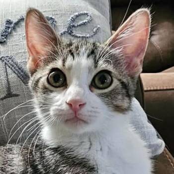 Baby Spice -  Domestic Short Hair Cat for Adoption in Crystal Lake, Illinois - Baby Spice | PetCurious