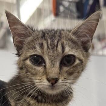 Rescue Domestic Short Hair Cats for Adoption in New York, New York - Ember | PetCurious
