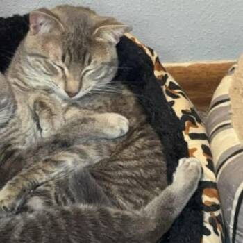 American Shorthair Cats Available for Adoption in Rochester, Minnesota - Chante | PetCurious