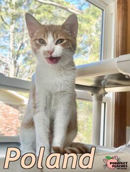 Domestic Short Hair Cats Available for Adoption - Poland | PetCurious