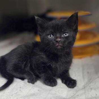 North -  Domestic Short Hair Cat for Adoption in Westland, Michigan - North | PetCurious