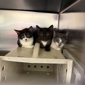 Ozzer -  Domestic Short Hair Cat for Adoption in Philadelphia, Pennsylvania - Ozzer | PetCurious