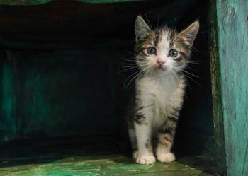 Domestic Short Hair Cats Available for Adoption in San Antonio, Texas - Tazan | PetCurious