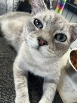 Rotten -  Domestic Short Hair and Siamese Cat for Adoption in Crescent City, Florida - Rotten | PetCurious