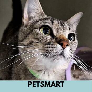 Morticia -  Domestic Short Hair Cat for Adoption in Lakewood, Colorado - Morticia | PetCurious