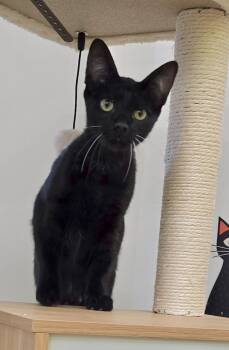 Zippy (white whiskered magician) -  Bombay and Domestic Short Hair Cat for Adoption in Houston, Texas - Zippy (white Whiskered Magician) | PetCurious