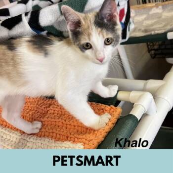 Khalo -  Domestic Short Hair Cat for Adoption in Lakewood, Colorado - Khalo | PetCurious