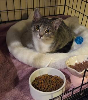 Rescue Tabby Cats for Adoption in Windsor, Connecticut - Miss Lily | PetCurious