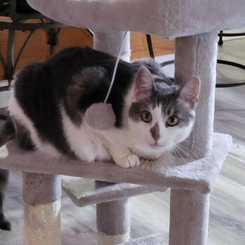 Lola -  Domestic Short Hair Cat Available for Adoption in Wakefield, Massachusetts - Lola | PetCurious