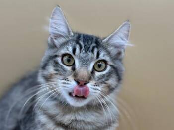 Kitkat -  Domestic Long Hair Cat for Adoption in Portland, Oregon - Kitkat | PetCurious