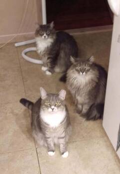 Pamela -  Domestic Long Hair Cat for Adoption in Pitman, New Jersey - Pamela | PetCurious