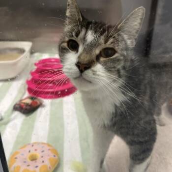 Kit -  Domestic Short Hair Cat for Adoption in Long Beach, California - Kit | PetCurious