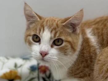 Domestic Short Hair Cats Available for Adoption - Buddy | PetCurious
