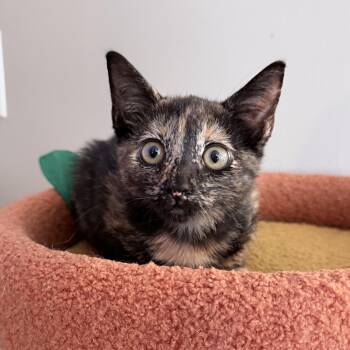 Caboose -  Domestic Short Hair Cat for Adoption in Seneca, South Carolina - Caboose | PetCurious