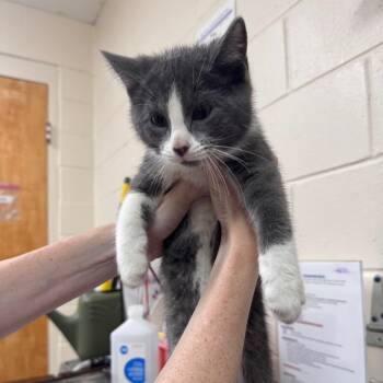 Yatzee 28493 (White Collar) -  Domestic Short Hair Cat for Adoption in Middleburg, Florida - Yatzee 28493 (White Collar) | PetCurious