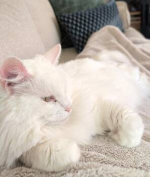 Nala Grace -  Domestic Long Hair Cat for Adoption in Stratham, New Hampshire - Nala Grace | PetCurious