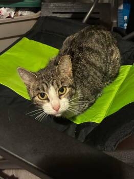 Romance -  Domestic Short Hair Cat for Adoption in Cleveland, Ohio - Romance | PetCurious