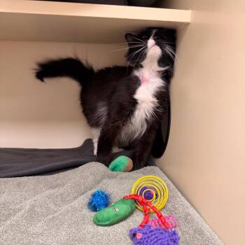 Clementine -  Domestic Medium Hair Cat for Adoption in Philadelphia, Pennsylvania - Clementine | PetCurious