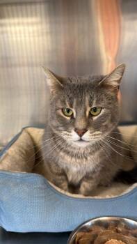 Domestic Short Hair Cats Available for Adoption in St. George, Utah - Nyla | PetCurious