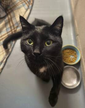 Domestic Short Hair Cats Available for Adoption in Bowmanville, Ontario - Tux | PetCurious